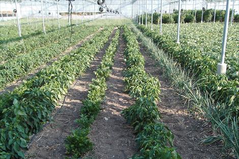 En este momento estás viendo Ministerio y CCAA aplicarán esta semana el recorte del 4% a las ayudas directas de la PAC